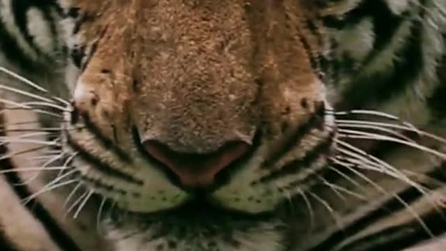 Tiger animal world pressure