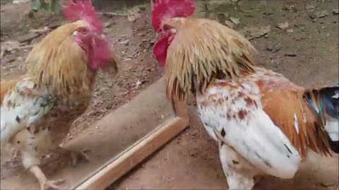 Rooster vs Mirror