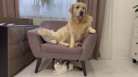 Funny Kitten Annoys Golden Retriever