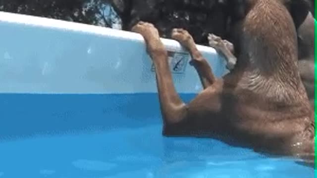 Try not to laugh 🤣