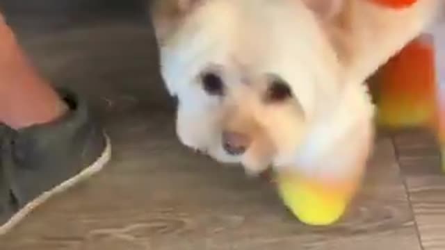 This Dog Is In Halloween Vibes!! ππΈοΈ
