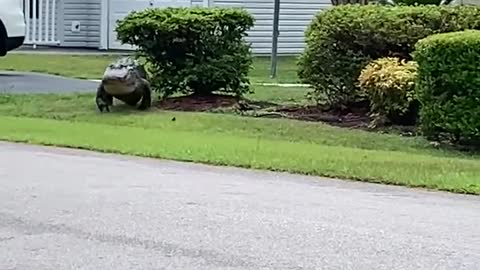 Huge Alligator Strolls in Front Yard