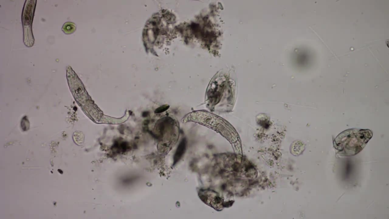 A Collection of Ciliates