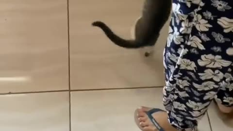 Funny Animal Videos 2024 Best Dogs And Cats Videos 😺😍short,viral,tiktok