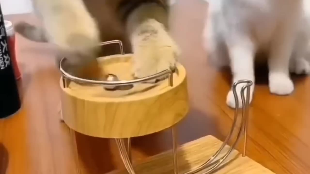 Funny cat 🐱 dog 🐕 videos🎥
