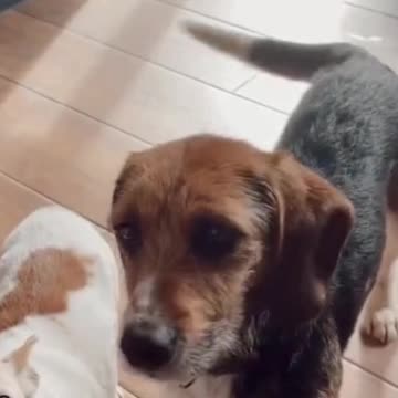 ❤️ Rescue of a Scared Homeless 🐶Dog🐶 with a Broken Heart ❤️