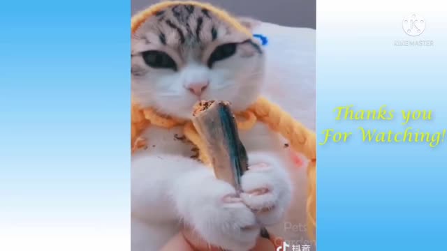 FUNNY CUTE CAT VIDEO