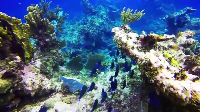 views and the most beautiful coral reefs and underwater creatures on earth