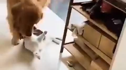 Unlikely Friendship: Astonishing Cat and Dog Duo! Short