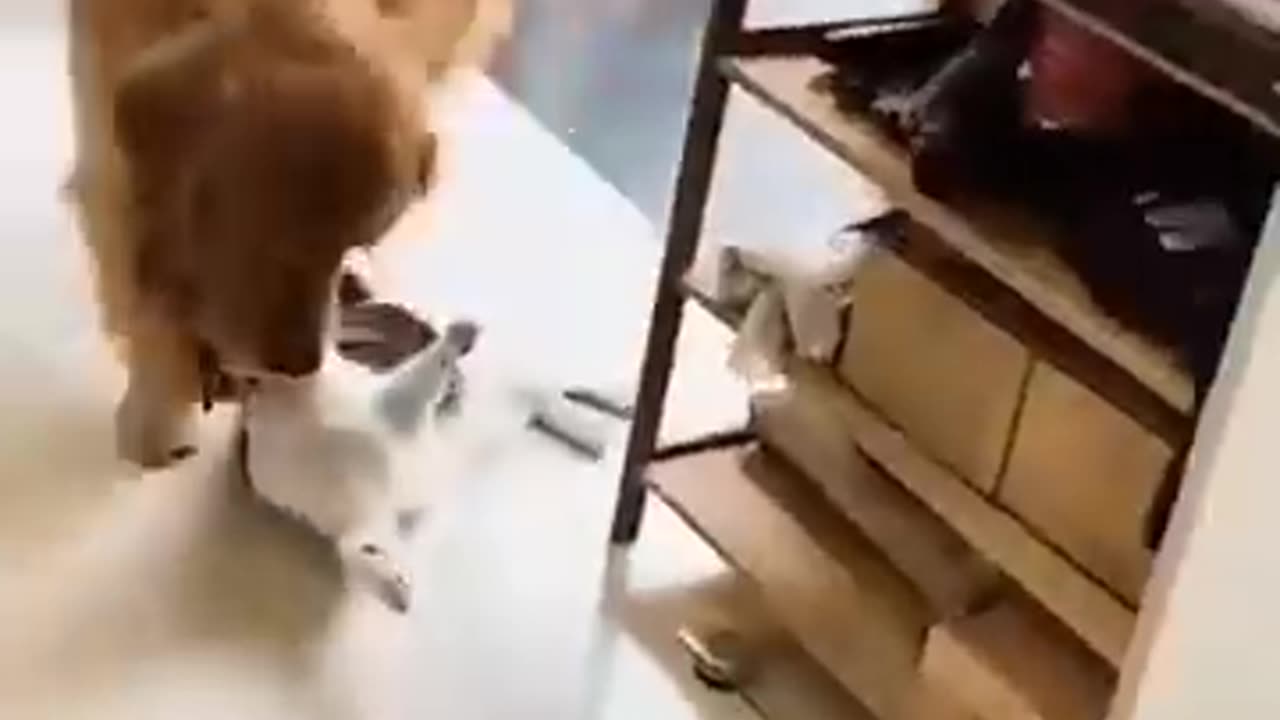 Unlikely Friendship: Astonishing Cat and Dog Duo! Short