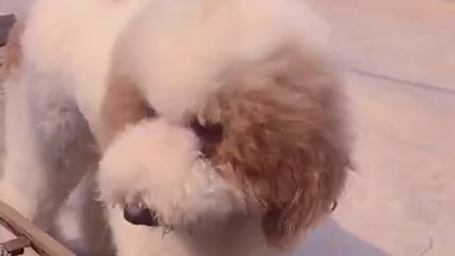 Gigantic Fluffy Poodle Dogs Love Being Carried Everywhere 😍Funny Cat And Dog Videos🐩 | Panda Love