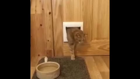 Idiot cat hunting its food