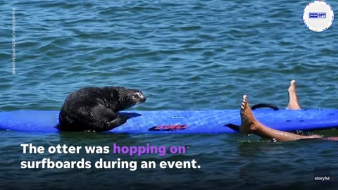 Otter steals surfboard as wildlife officials look to capture her