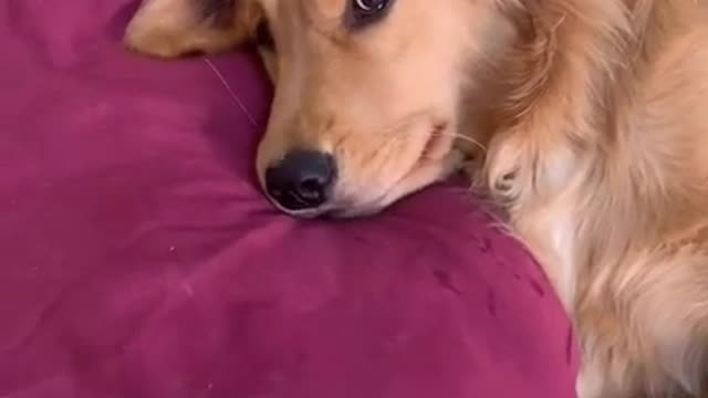 cute dog