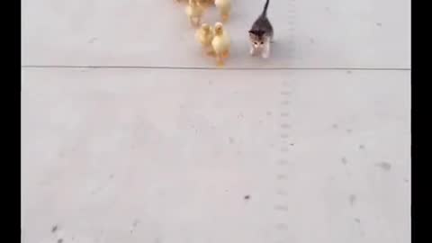 A dog's daily routine