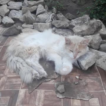 The cat sleeps on the rocks