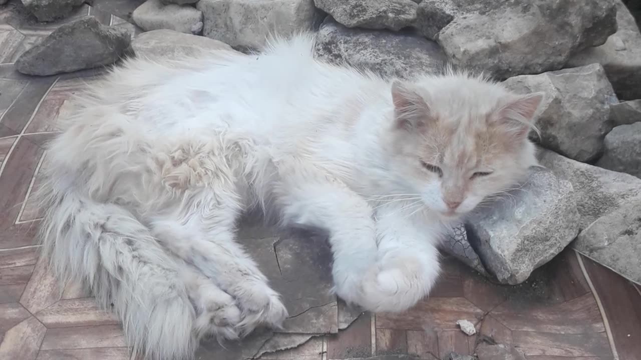 The cat sleeps on the rocks