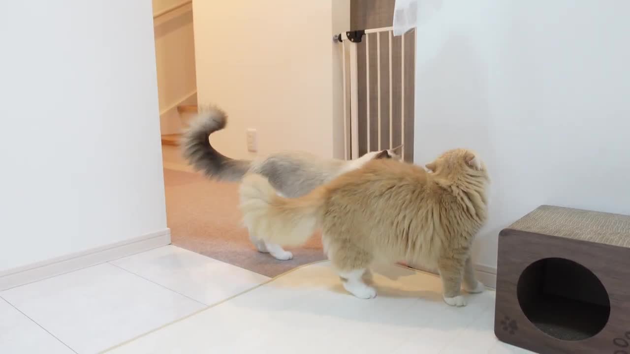 猫 vs おばけ | Charmmy Meow