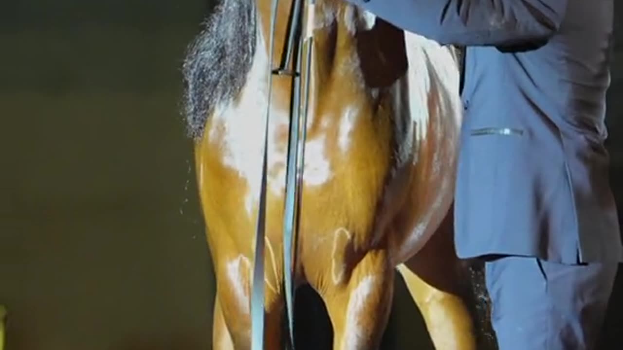 Most beautiful horse in the world