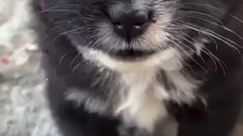 Amazing dogs 🐶 trending video
