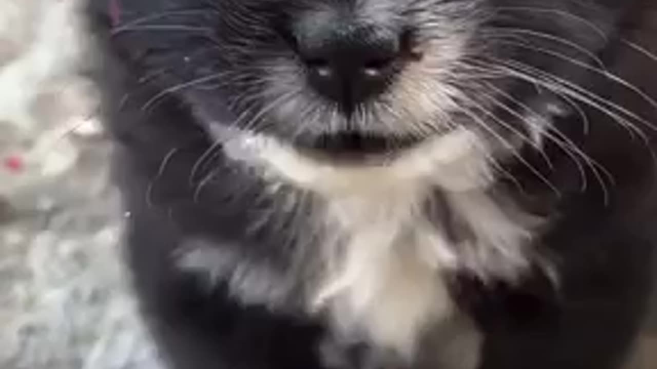 Amazing dogs 🐶 trending video
