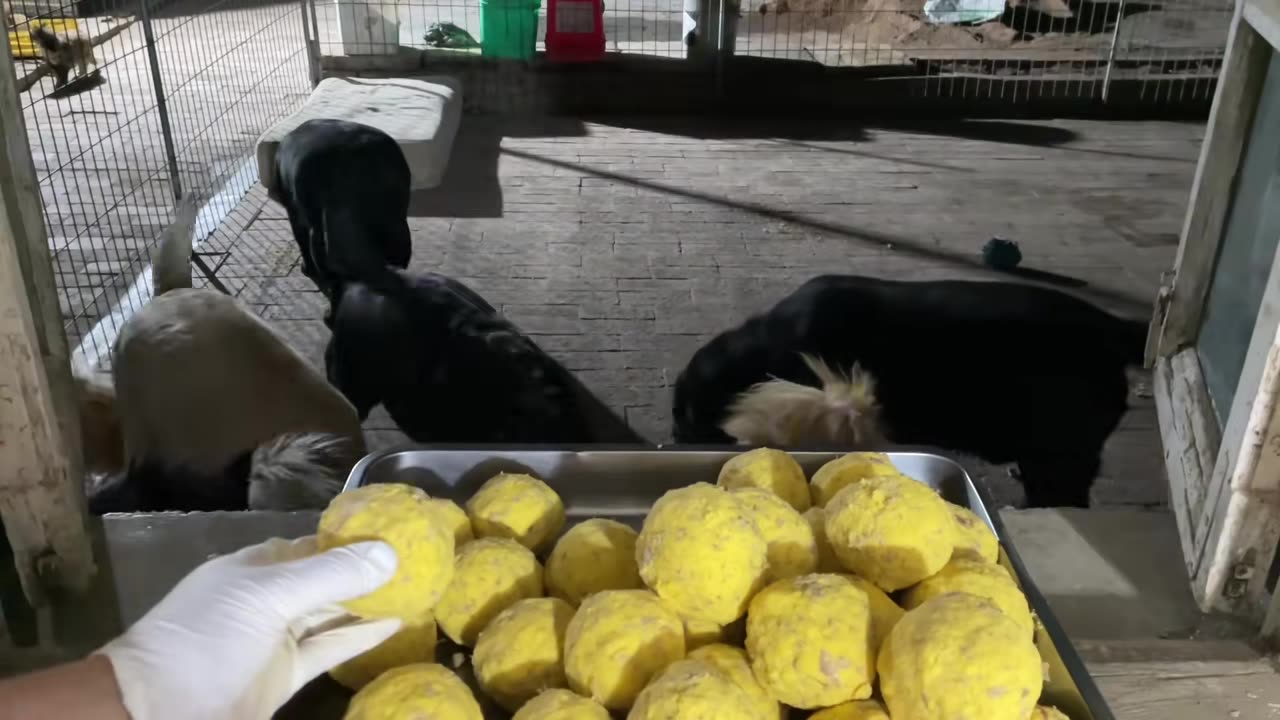 I made dumplings for the dogs today, and they were full together!