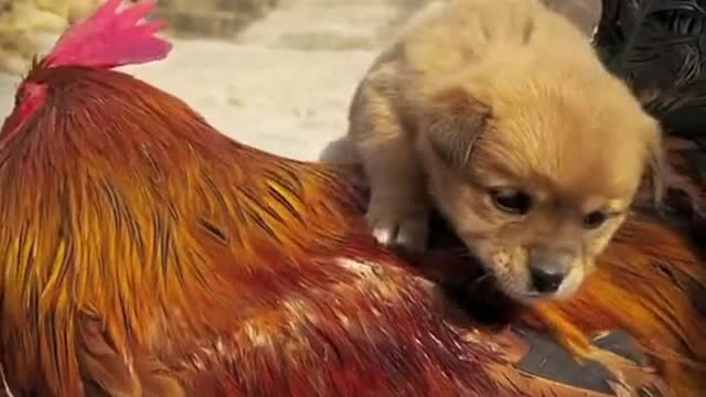 Cute moments between puppy and chicken!🥰