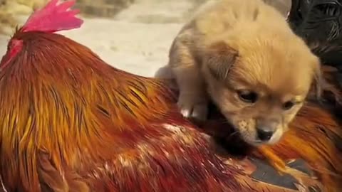 Cute moments between puppy and chicken!🥰