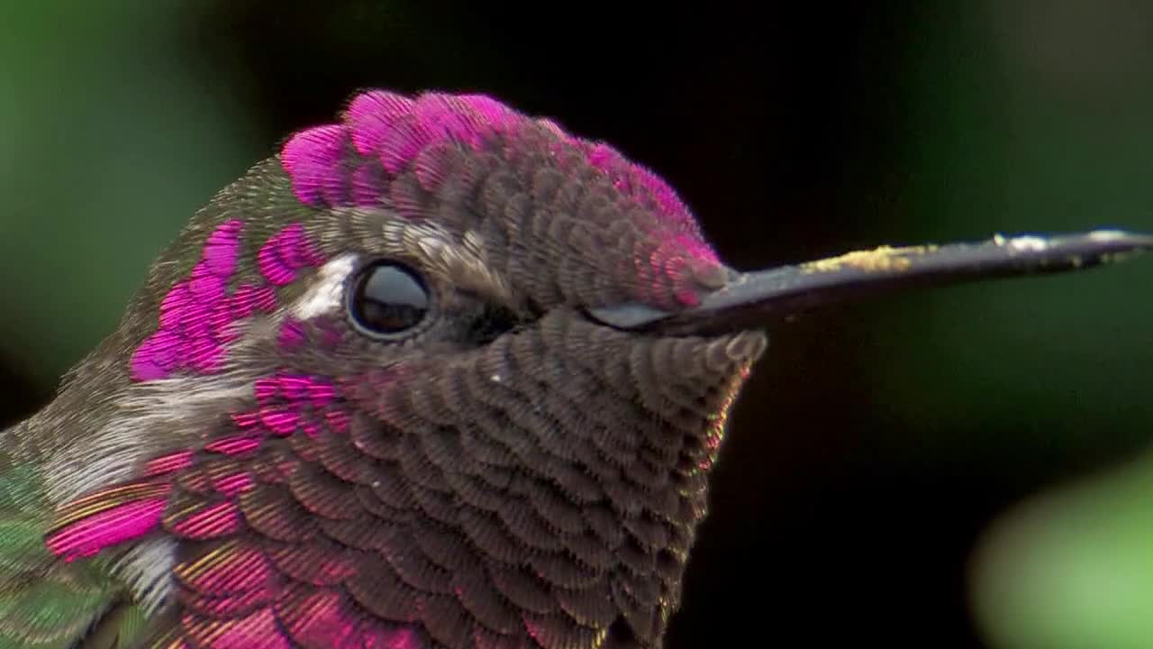 Anna's Hummingbird Flaunts Its Gorgeous Royal Feathers