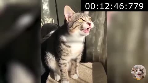 A MONUMENTAL DUO 🐱‍👓Funny animal video trying not to laugh