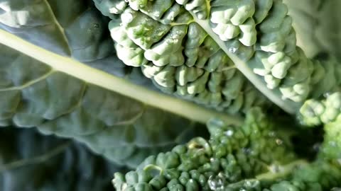 Winter garden, frosted Kale #kale