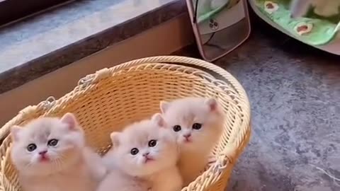 Cutest cats in the buckets❤️😇😍😍