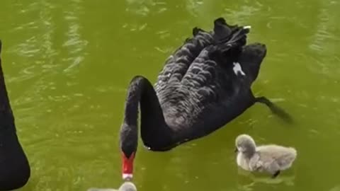 The black swan