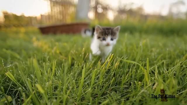 Cute Kitten video #3