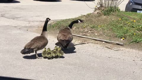 Canada goose vs hawk