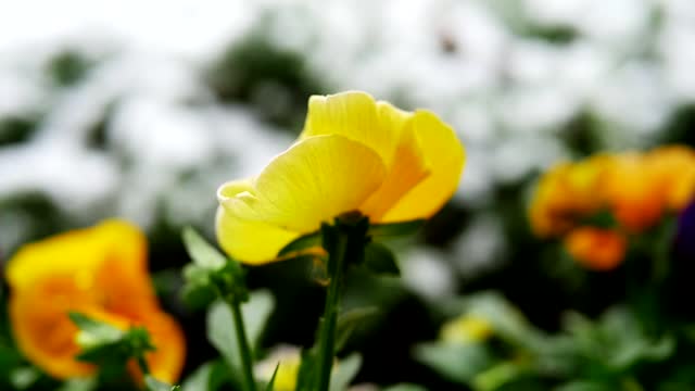 Snow and Flowers