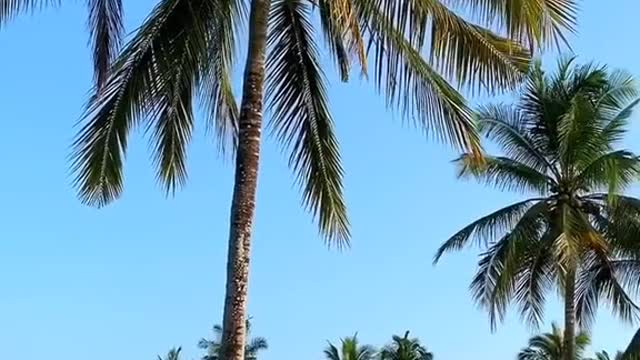 ripe coconut season