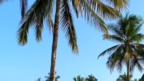 ripe coconut season