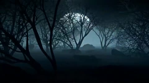 dark forest on a night with a full moon Forest Copyright Free Videos Royalty Free Stock Videos