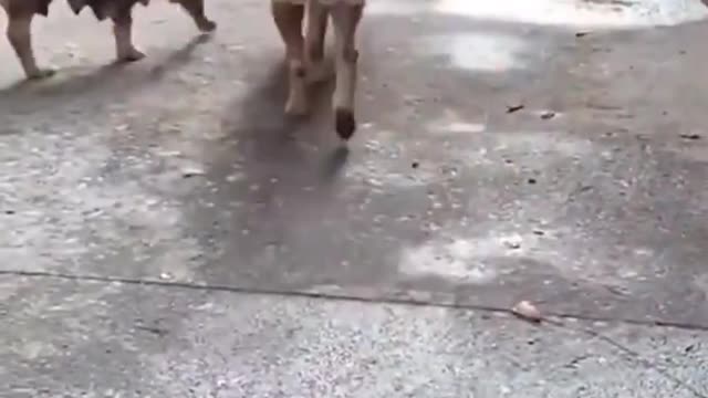 Baby Dogs - Funny Dog Videos | cute dog compilation #41 | Droll Animals