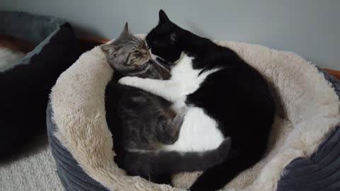 Cat Kisses Kitten Then Immediately Attacks It 4K