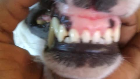 Les dents de mon chiens