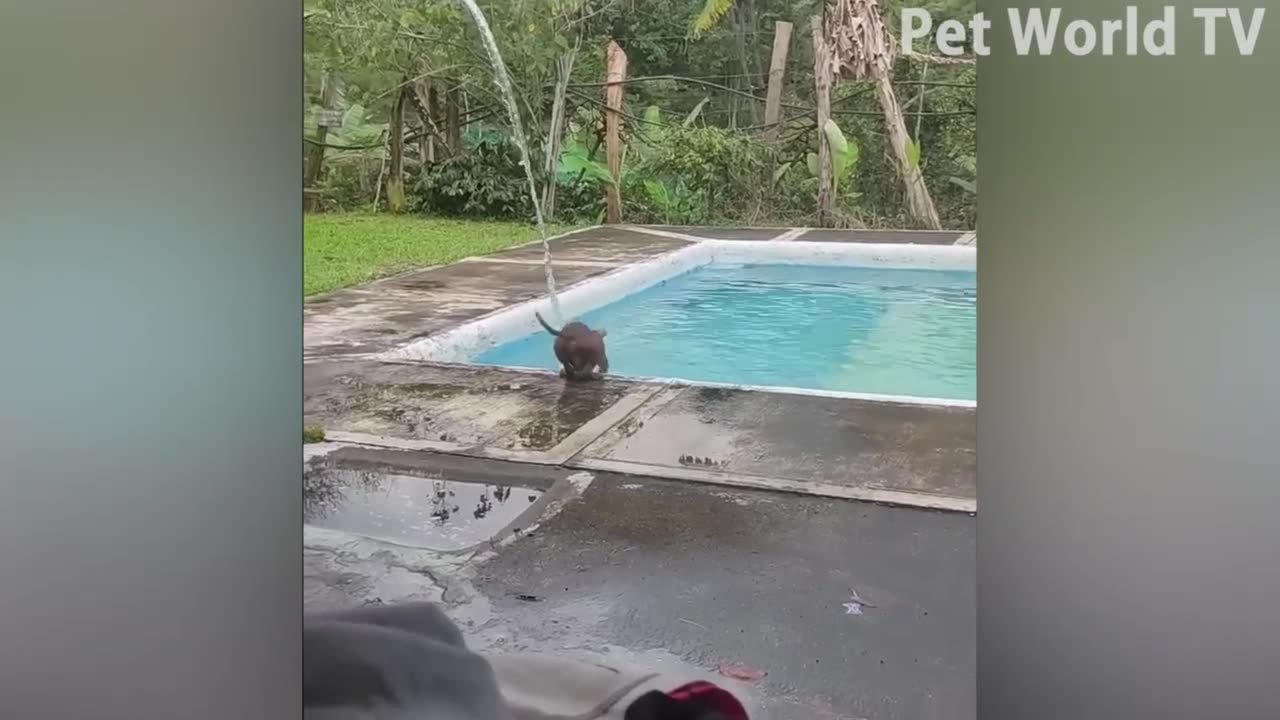 06b Best Funniest Cats and Cute Dogs Funny Animal Videos 2023