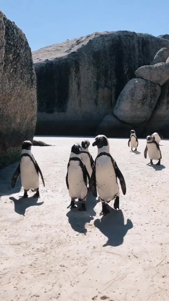 Penguin video | penguin voice over