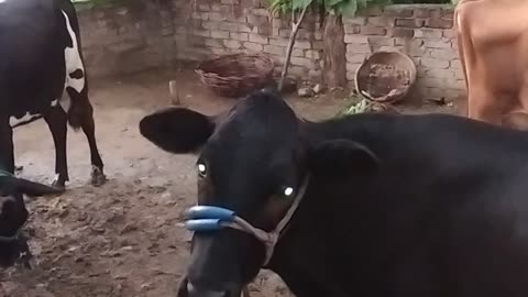 My fav cows