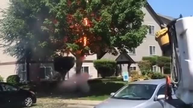 Green tree 🌴 burning watch it how it is