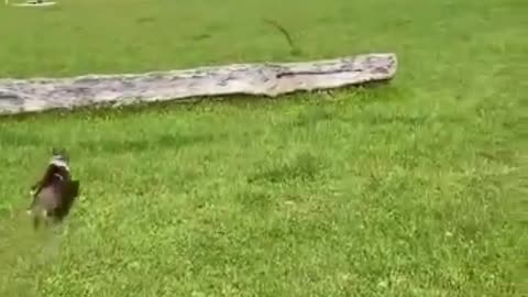 Funny dog.