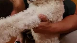 Dog Makes Funny Face While Getting Trimmed