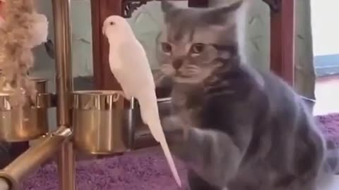 Funny cats | cat playing with parrot |