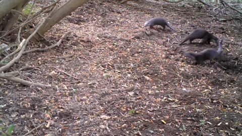 Lontras | European Otters lovely